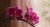bunga anggrek [foto phalaenopsis-amabilis-4384202_960_720 pixabay]