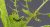 konsultasi 6 gambar ilustrasi daun terserang hama [Foto sawflies-larvae-2465806_960_720 pixabay]