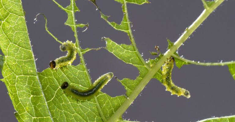 konsultasi 6 gambar ilustrasi daun terserang hama [Foto sawflies-larvae-2465806_960_720 pixabay]