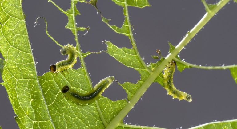 konsultasi 6 gambar ilustrasi daun terserang hama [Foto sawflies-larvae-2465806_960_720 pixabay]