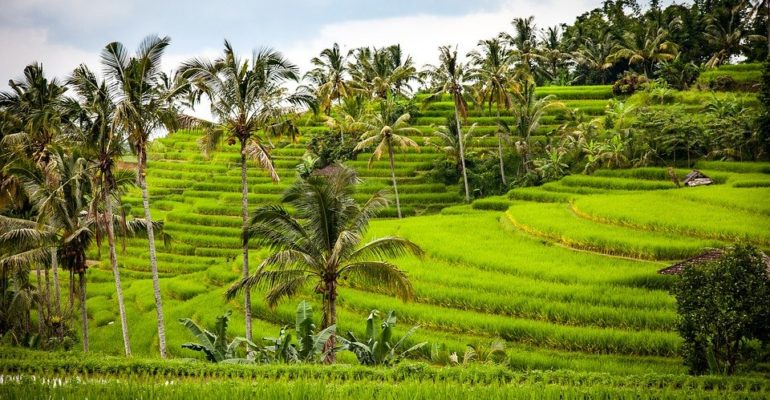 pertanian indonesia [foto rice-1514141_960_720 pixabay]