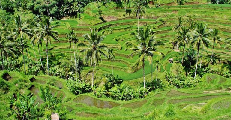 pertanian indonesia. [foto greenery-287239_960_720 pixabay]