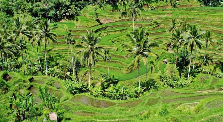 pertanian indonesia. [foto greenery-287239_960_720 pixabay]