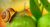 siput pada tanaman [foto wstezyk-huntsman-3946591_960_720 pixabay]