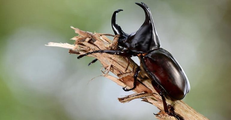 beetle_atlas