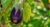 eggplant-g4586b3c51_1920