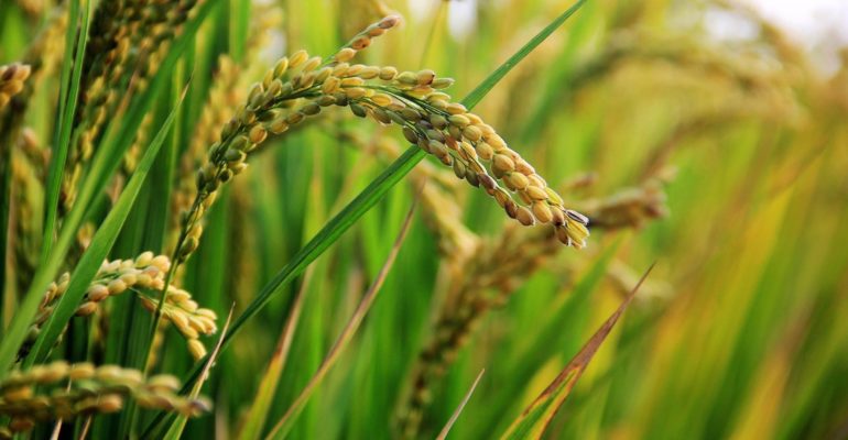 in-rice-field-gc411a5226_1920