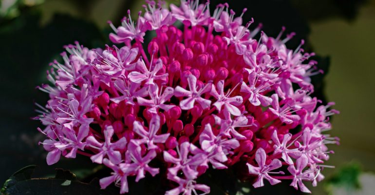 clerodendrum-bungei-g4e763a040_1920