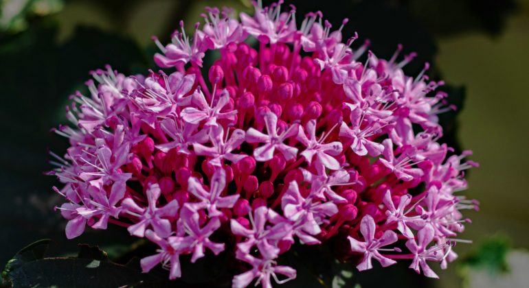 clerodendrum-bungei-g4e763a040_1920