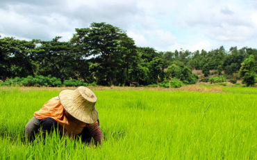Thai farmer harvest rice seed
