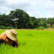 Thai farmer harvest rice seed