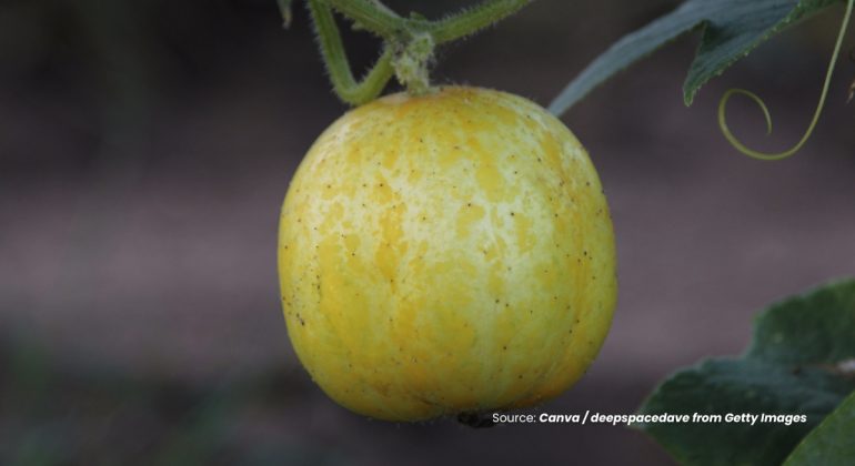 20230327 at 10.00 - CARA MUDAH MENANAM TIMUN SURI AGAR CEPAT BERBUAH