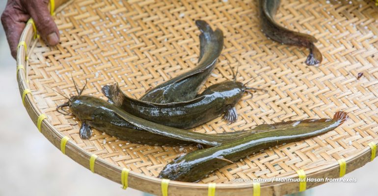 20230706 at 10.00 - TIPS MEMILIH BIBIT IKAN LELE YANG BERKUALITAS