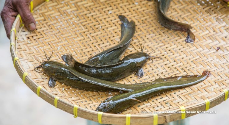 20230706 at 10.00 - TIPS MEMILIH BIBIT IKAN LELE YANG BERKUALITAS