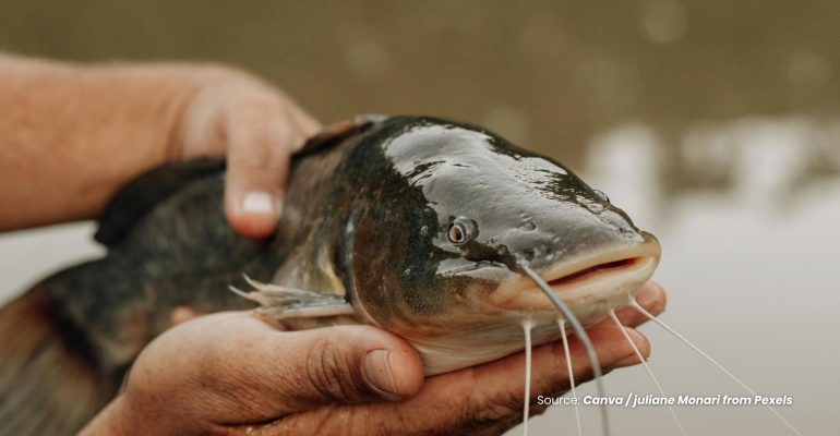 20230717 at 14.00 - KENALI RAGAM PENYAKIT IKAN LELE GEJALA DAN SOLUSINYA