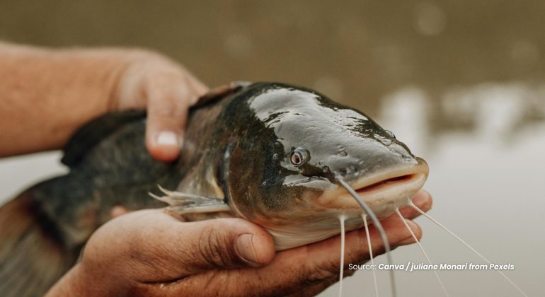 20230717 at 14.00 - KENALI RAGAM PENYAKIT IKAN LELE GEJALA DAN SOLUSINYA
