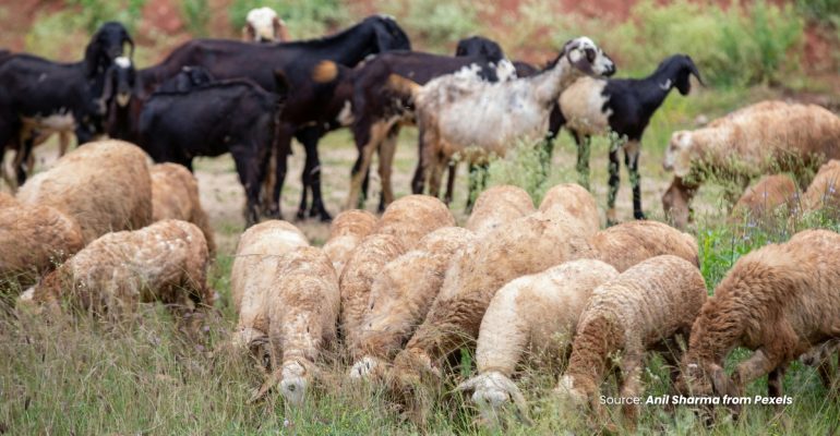 20230723 at 14.00 - PERBEDAAN MENARIK ANTARA KAMBING DAN DOMBA