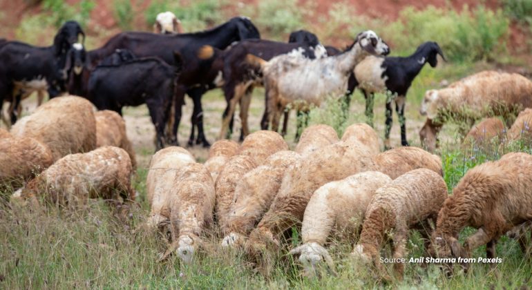 20230723 at 14.00 - PERBEDAAN MENARIK ANTARA KAMBING DAN DOMBA