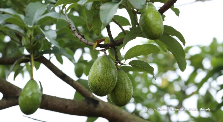 20230725 at 08.00 - KENALI 5 HAMA YANG MENYERANG TANAMAN ALPUKAT