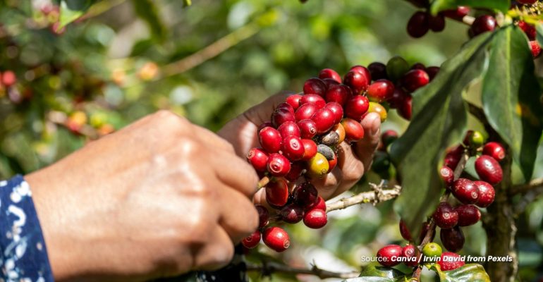 20230728 at 08.00 - KENALI STRATEGI PANEN BUAH KOPI UNTUK PRODUKSI BERKUALITAS