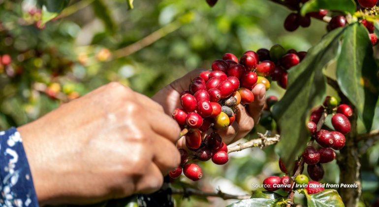 20230728 at 08.00 - KENALI STRATEGI PANEN BUAH KOPI UNTUK PRODUKSI BERKUALITAS