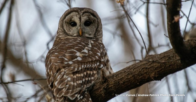 20230905 at 08.00 - SIMAK FAKTA UNIK PASANGAN BURUNG HANTU