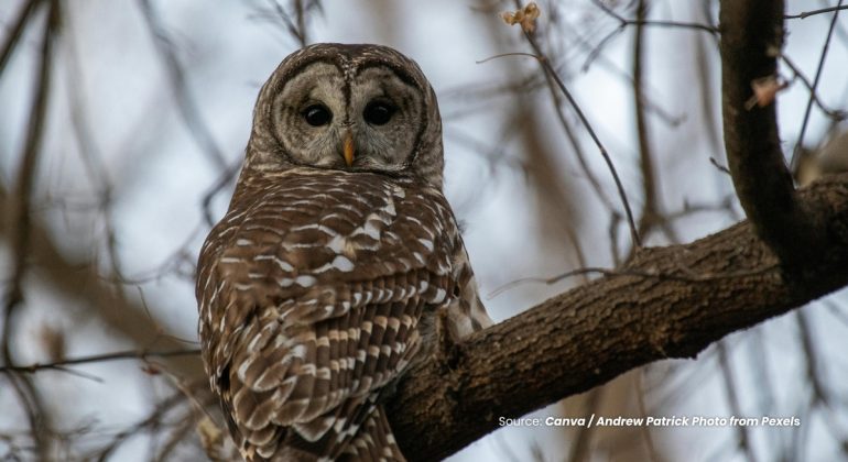 20230905 at 08.00 - SIMAK FAKTA UNIK PASANGAN BURUNG HANTU