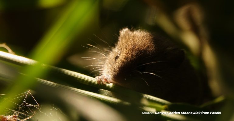 20230905 at 16.00 - RAGAM TEKNIK PENGENDALIAN TIKUS DI SAWAH
