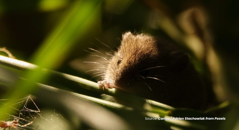 20230905 at 16.00 - RAGAM TEKNIK PENGENDALIAN TIKUS DI SAWAH