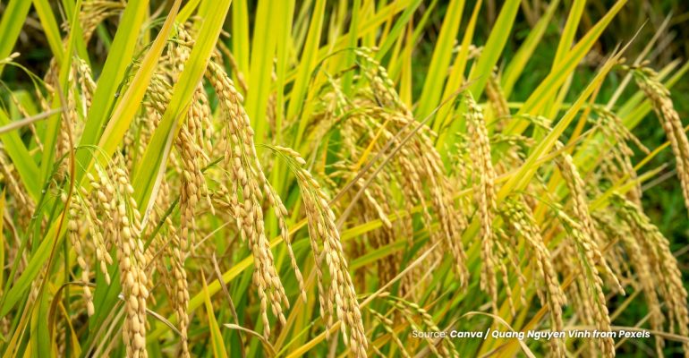 20230906 at 16.00 - PERSIAPAN EL NINO 2023 BAGI PERTANIAN INDONESIA