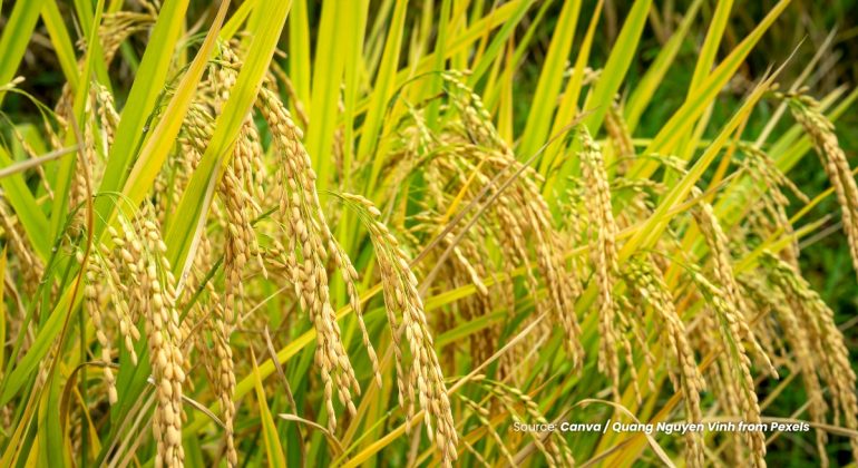 20230906 at 16.00 - PERSIAPAN EL NINO 2023 BAGI PERTANIAN INDONESIA