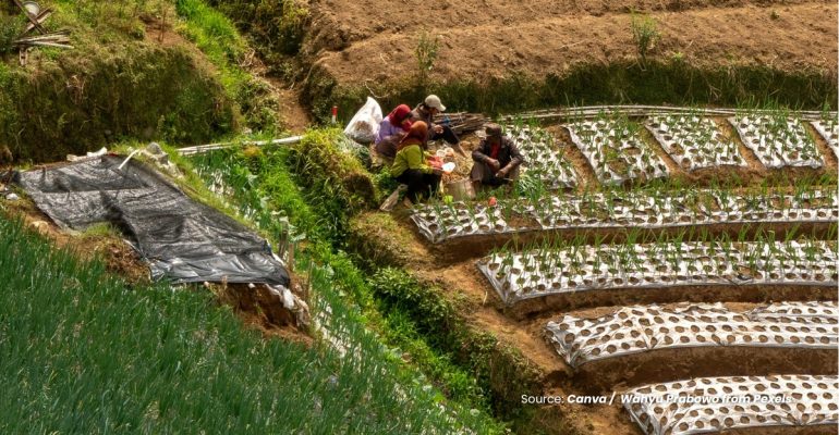20230908 at 08.00 - EFEKTIVITAS TRAP CROP SYSTEM TERHADAP PENGENDALIAN HAMA 