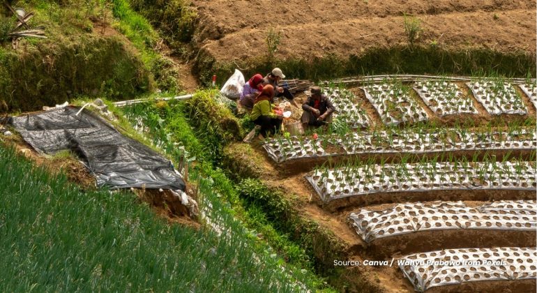 20230908 at 08.00 - EFEKTIVITAS TRAP CROP SYSTEM TERHADAP PENGENDALIAN HAMA 