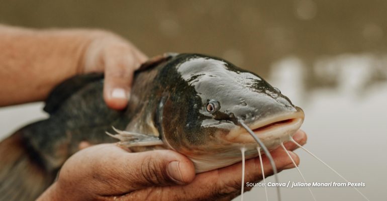 20231018 at 08.00 - TERNAK IKAN LELE DALAM EMBER, BAGAIMANA CARANYA