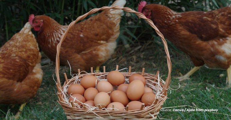 20231027 at 08.00 - POTENSI DAN KEUNTUNGAN BUDIDAYA AYAM PETELUR