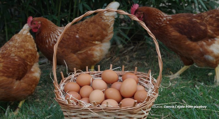 20231027 at 08.00 - POTENSI DAN KEUNTUNGAN BUDIDAYA AYAM PETELUR