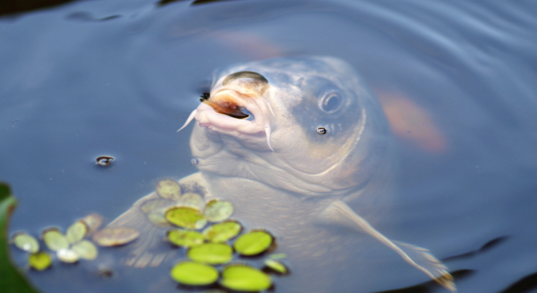 5. Nurma Wibi Earthany - Perikanan - Biota Air Tawar dan Laut - Apakah Ikan Bisa Tidur Seperti Manusia - Tani Nelayan Center - IPB University - IPB DIGITANI - Pixabay