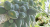 20. Putri Indah Wahyuni - IPB DIGITANI - Tani Nelayan Center IPB University - Kenali Negara Yang Mengaplikasikan Musuh Alami Hama Kutu Putih Pepaya (Paracoccus marginatus) - Nurma Wibi Earthany
