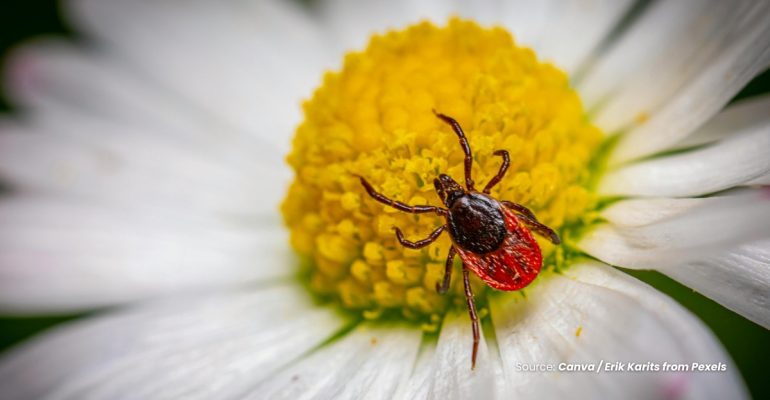 20231113 at 08.00 - MANFAAT PARASITOID SEBAGAI AGEN HAYATI DALAM PENGENDALIAN HAMA TANAMAN