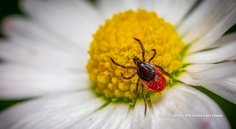 20231113 at 08.00 - MANFAAT PARASITOID SEBAGAI AGEN HAYATI DALAM PENGENDALIAN HAMA TANAMAN