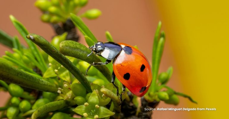 20231128 at 08.00 - MANFAAT SI CANTIK TRANSVERSE LADYBIRD BEETLE DALAM PENGENDALIAN HAMA TANAMAN