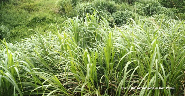 20231207 at 08.00 - DAUN SERAI WANGI BRIKET PENGUSIR NYAMUK RAMAH LINGKUNGAN