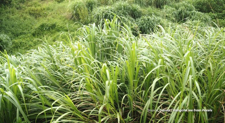 20231207 at 08.00 - DAUN SERAI WANGI BRIKET PENGUSIR NYAMUK RAMAH LINGKUNGAN