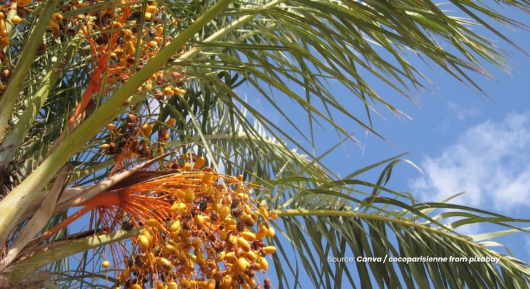 20231208 at 14.00 - POTENSI LIMBAH MINYAK SAWIT SEBAGAI PLASTICIZER ATAU BIOPLASTIK RAMAH LINGKUNGAN