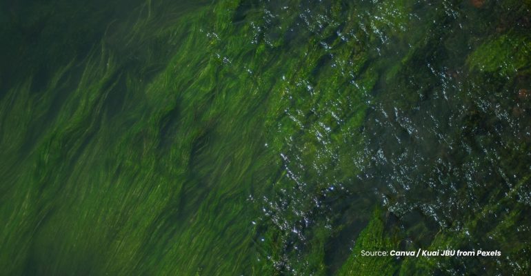 20231211 at 08.00 - GANGGANG HIJAU DAN CYANOBACTERIA SOLUSI CERDAS PENGHILANG LIMBAH PESTISIDA DI LINGKUNGAN PERAIRAN