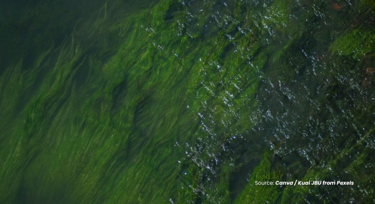 20231211 at 08.00 - GANGGANG HIJAU DAN CYANOBACTERIA SOLUSI CERDAS PENGHILANG LIMBAH PESTISIDA DI LINGKUNGAN PERAIRAN