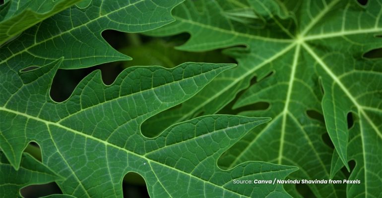 20231212 at 14.00 - INOVASI INSEKTISIDA NABATI SOLUSI SEDERHANA DARI DAUN PEPAYA UNTUK MENGATASI HAMA TANAMAN