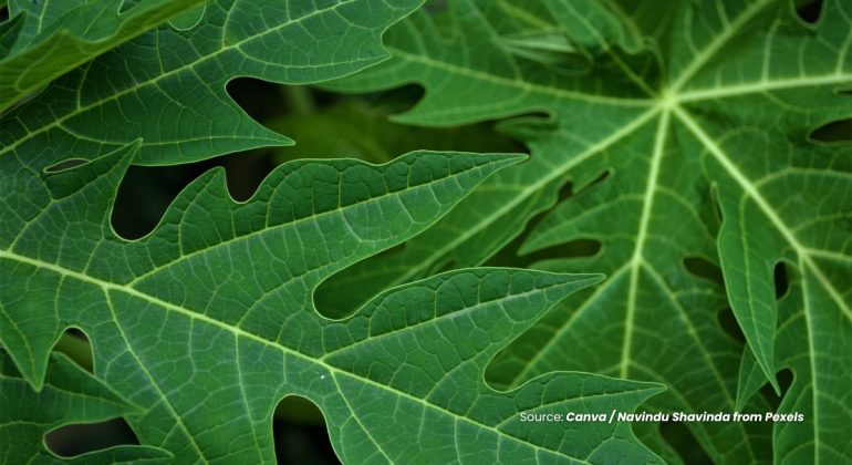 20231212 at 14.00 - INOVASI INSEKTISIDA NABATI SOLUSI SEDERHANA DARI DAUN PEPAYA UNTUK MENGATASI HAMA TANAMAN