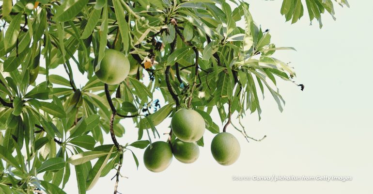 20231213 at 14.00 - BUAH BINTARO BIOPESTISIDA RAMAH LINGKUNGAN UNTUK MENCEGAH SERANGAN TIKUS DI SAWAH