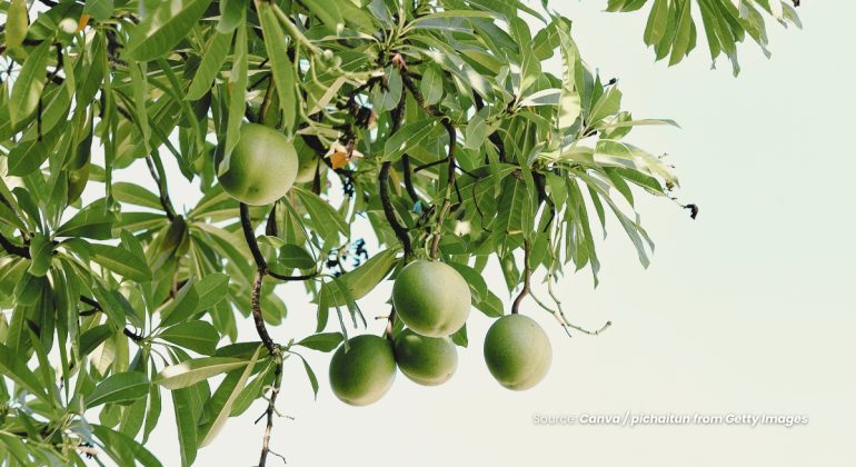 20231213 at 14.00 - BUAH BINTARO BIOPESTISIDA RAMAH LINGKUNGAN UNTUK MENCEGAH SERANGAN TIKUS DI SAWAH